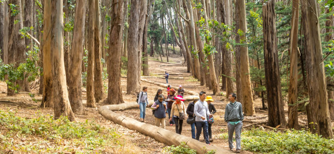 Walk in the Presidio